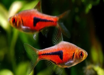Rasbora Espei - Nano Tanks Australia Aquarium Shop