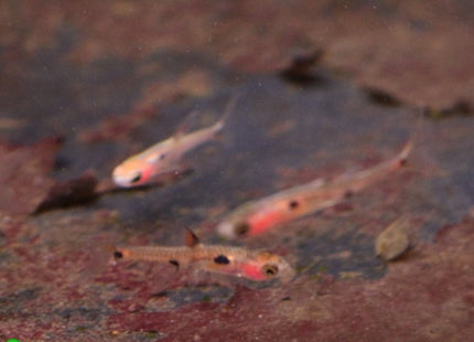 Rasboras Maculatus 2cm - Nano Tanks Australia Aquarium Shop