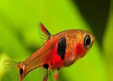 Rasboras Maculatus 2cm - Nano Tanks Australia Aquarium Shop