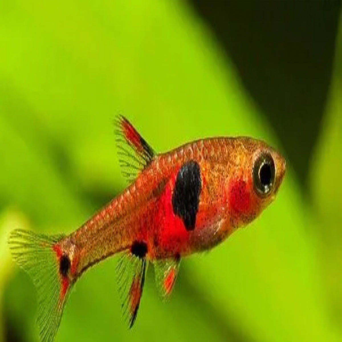 Rasboras Maculatus 2cm – Nano Tanks Australia Aquarium Shop