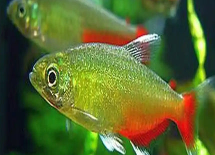 Red Belly Tetra 3cm - Nano Tanks Australia Aquarium Shop