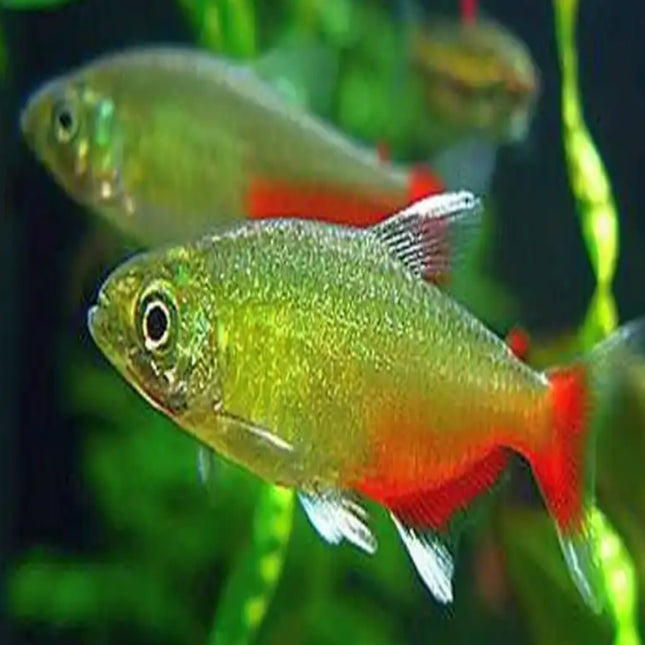 Red Belly Tetra 3cm - Nano Tanks Australia Aquarium Shop