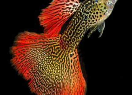 Red Cobra Guppy (males) - Nano Tanks Australia Aquarium Shop