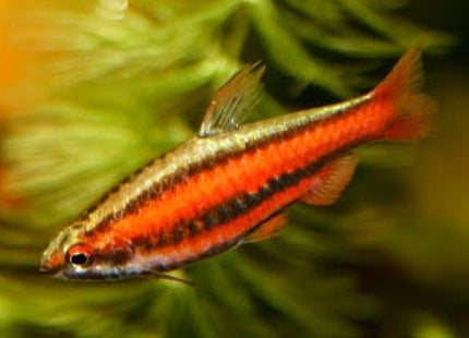 Red Dwarf Pencilfish (Nannostomus mortenthaleri) - Nano Tanks Australia Aquarium Shop