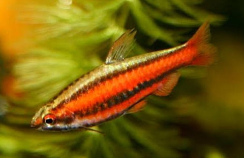 Red Dwarf Pencilfish (Nannostomus mortenthaleri) - Nano Tanks Australia Aquarium Shop