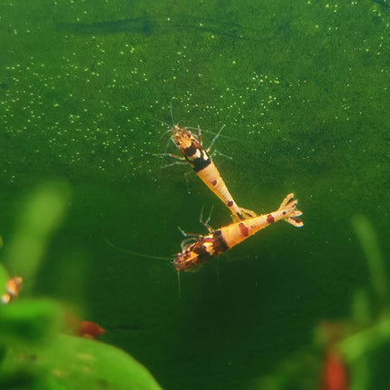 Red Galaxy Shrimp - Nano Tanks Australia Aquarium Shop