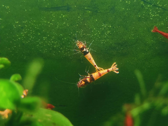 Red Galaxy Shrimp - Nano Tanks Australia Aquarium Shop