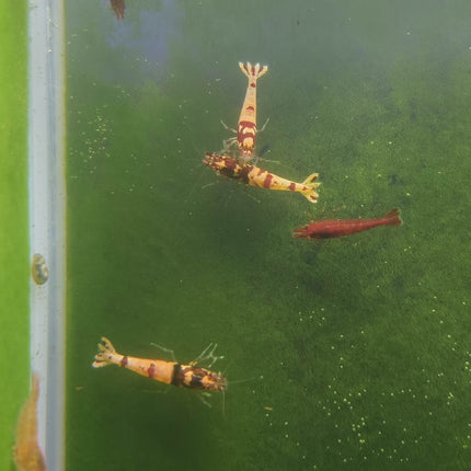 Red Galaxy Shrimp - Nano Tanks Australia Aquarium Shop