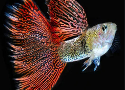 Red Lace Guppy Pairs - Nano Tanks Australia Aquarium Shop