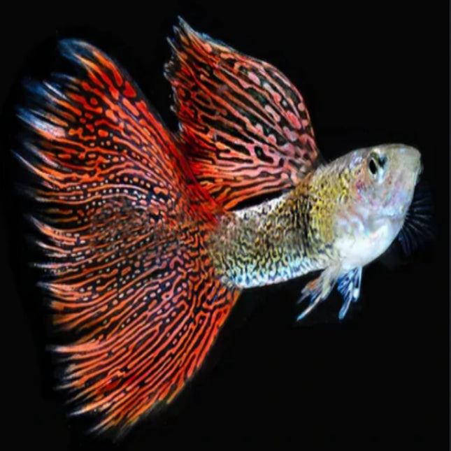 Red Lace Guppy Pairs - Nano Tanks Australia Aquarium Shop