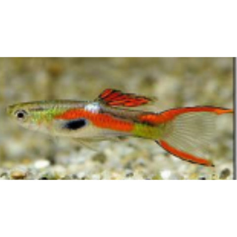 Red Line Endler - Nano Tanks Australia Aquarium Shop