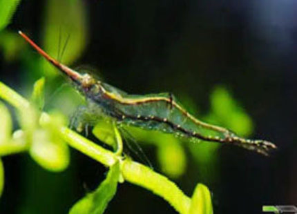 Red Nose Shrimp (Caridina sp Gulf1) - Nano Tanks Australia Aquarium Shop