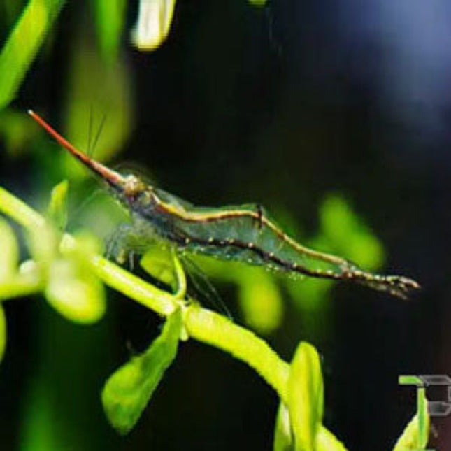 Red Nose Shrimp (Caridina sp Gulf1) - Nano Tanks Australia Aquarium Shop