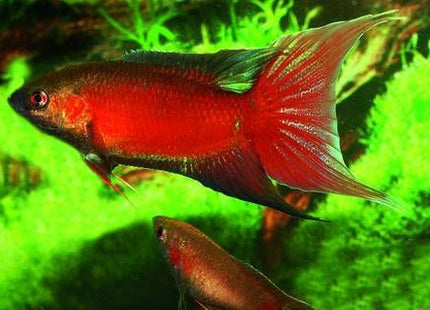 Red Paradisefish - Nano Tanks Australia Aquarium Shop