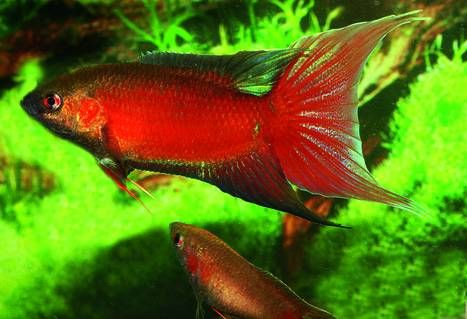 Red Paradisefish - Nano Tanks Australia Aquarium Shop