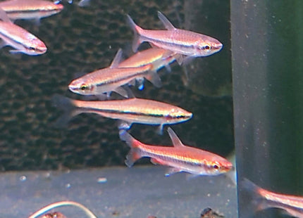 Red Pencilfish (Nannostomus beckfordi) - Nano Tanks Australia Aquarium Shop