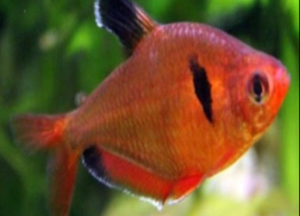 Red Phantom Tetra 3cm - Nano Tanks Australia Aquarium Shop