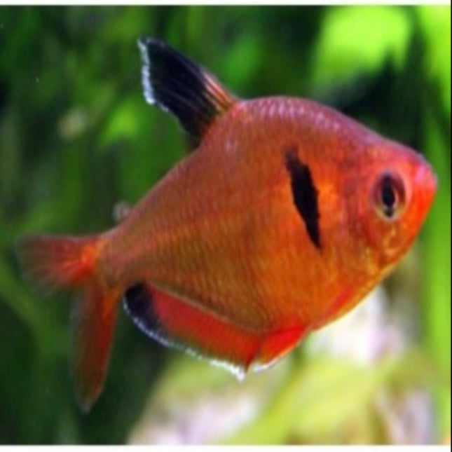 Red Phantom Tetra 3cm - Nano Tanks Australia Aquarium Shop