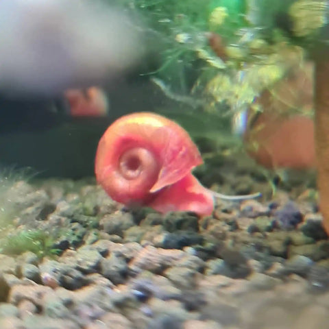 Red Ramshorn Snails - Nano Tanks Australia Aquarium Shop