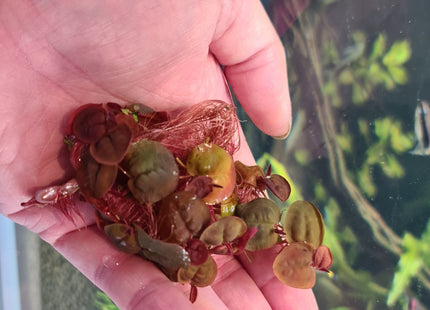 Red Root Floaters - Nano Tanks Australia Aquarium Shop