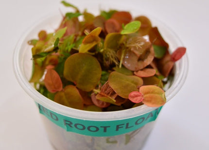 Red Root Floaters - Nano Tanks Australia Aquarium Shop