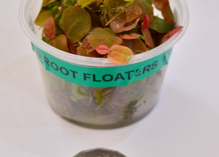 Red Root Floaters - Nano Tanks Australia Aquarium Shop