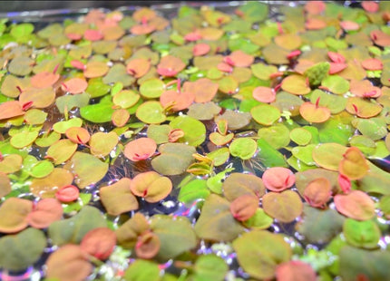 Red Root Floaters - Nano Tanks Australia Aquarium Shop
