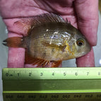 6cm Fish 1