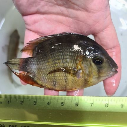 RED SHOULDER SEVERUM CICHLID ROTKEIL - Nano Tanks Australia Aquarium Shop