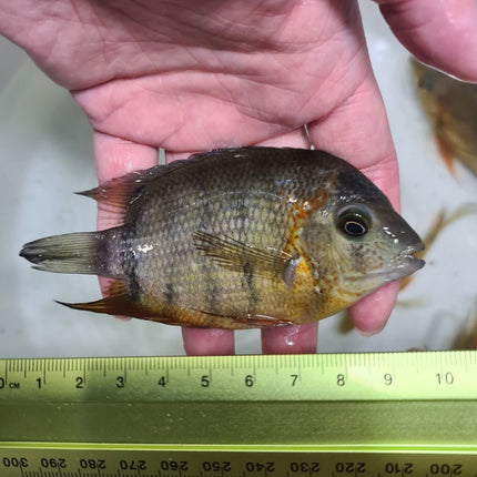 RED SHOULDER SEVERUM CICHLID ROTKEIL - Nano Tanks Australia Aquarium Shop