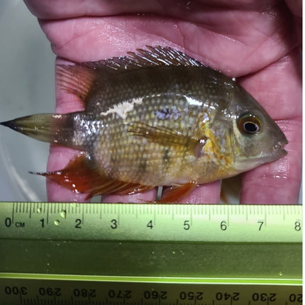 RED SHOULDER SEVERUM CICHLID ROTKEIL - Nano Tanks Australia Aquarium Shop
