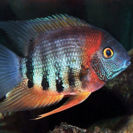 RED SHOULDER SEVERUM CICHLID ROTKEIL - Nano Tanks Australia Aquarium Shop