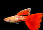 Male