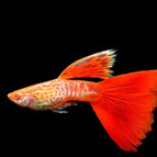 Male