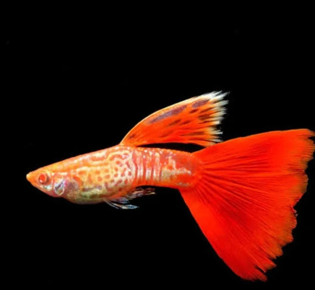 Red Snakeskin Guppy Males and Females - Nano Tanks Australia Aquarium Shop