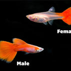 Female