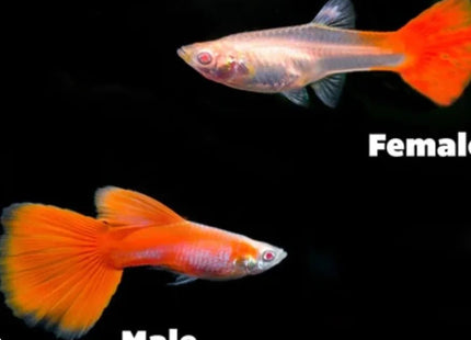 Red Snakeskin Guppy Males and Females - Nano Tanks Australia Aquarium Shop