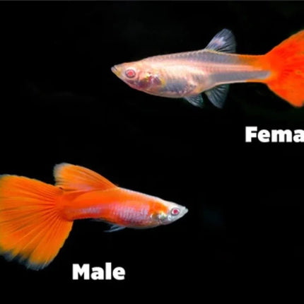 Red Snakeskin Guppy Males and Females - Nano Tanks Australia Aquarium Shop