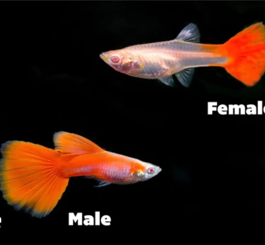 Red Snakeskin Guppy Males and Females - Nano Tanks Australia Aquarium Shop