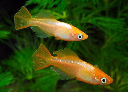 Red Stardust Medaka - Nano Tanks Australia Aquarium Shop