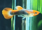 Male / For 1 to 5