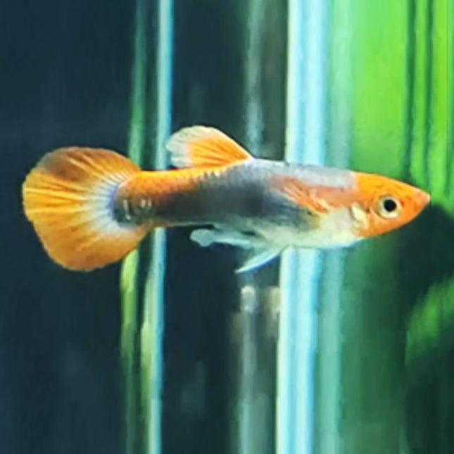 Red Tuxedo Koi Guppy - Nano Tanks Australia Aquarium Shop