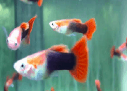 Red Tuxedo Koi Guppy B Grade - Nano Tanks Australia Aquarium Shop