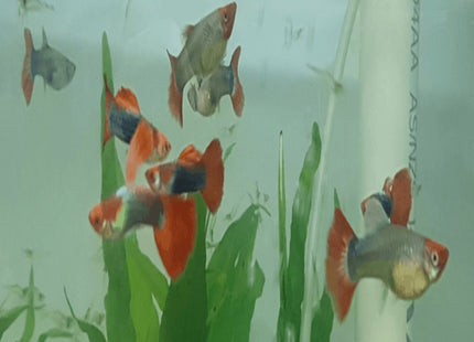 Red Tuxedo Koi Guppy B Grade - Nano Tanks Australia Aquarium Shop
