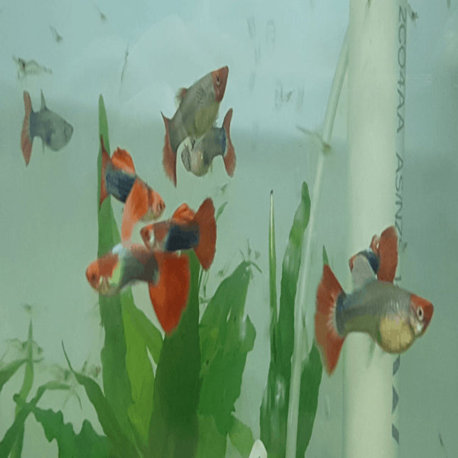 Red Tuxedo Koi Guppy B Grade - Nano Tanks Australia Aquarium Shop