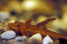 Red Whiptail Catfish 4-5cm - Nano Tanks Australia Aquarium Shop
