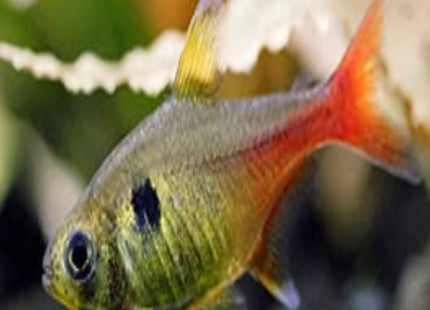 REDTAIL YELLOW PHANTOM TETRA approx 3cm - Nano Tanks Australia Aquarium Shop