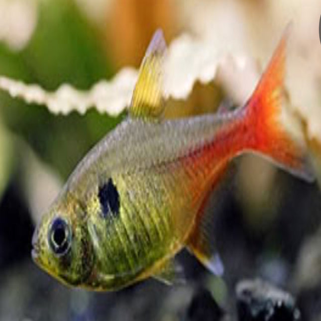 REDTAIL YELLOW PHANTOM TETRA approx 3cm - Nano Tanks Australia Aquarium Shop