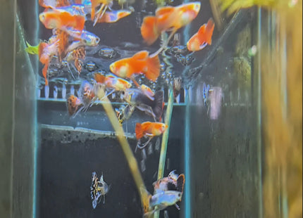 Ribbon Tail Guppy (Male) - Nano Tanks Australia Aquarium Shop