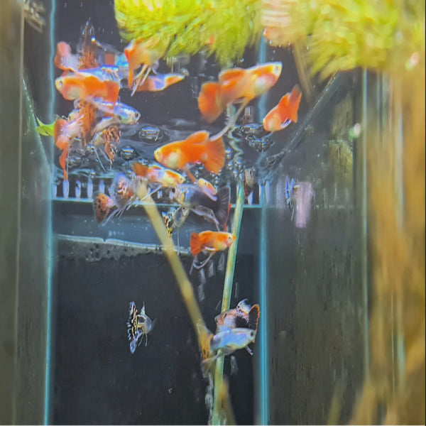 Ribbon Tail Guppy (Male) Nano Tanks Australia Aquarium Shop